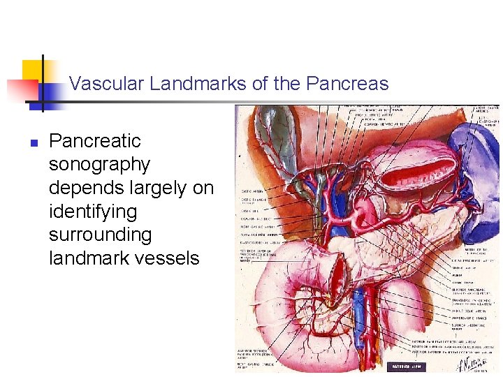 Vascular Landmarks of the Pancreas n Pancreatic sonography depends largely on identifying surrounding landmark