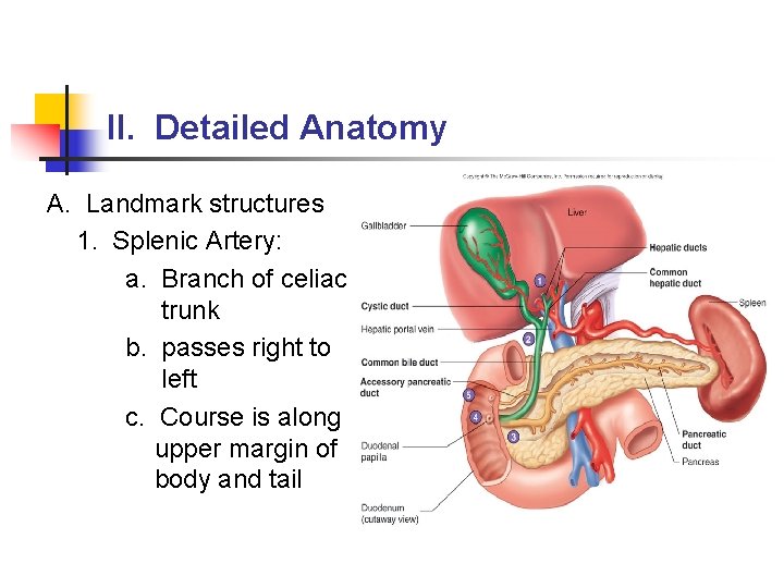 II. Detailed Anatomy A. Landmark structures 1. Splenic Artery: a. Branch of celiac trunk