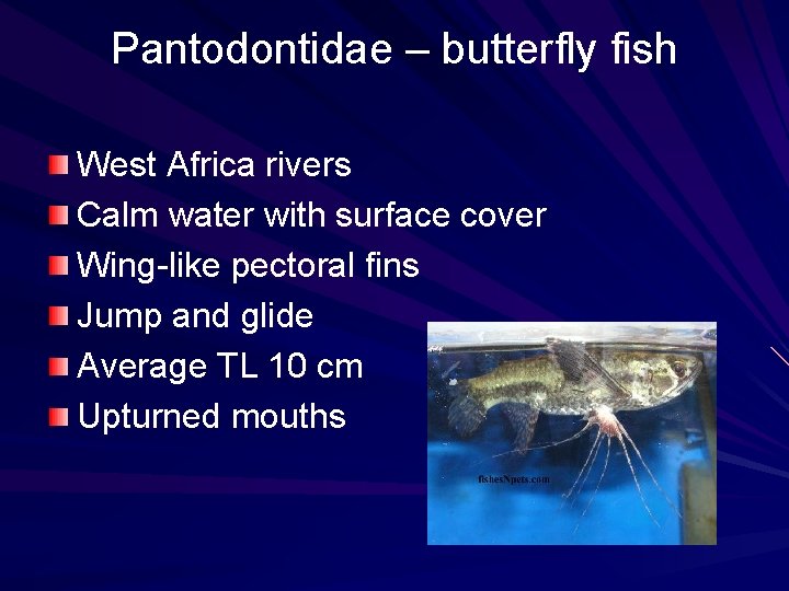 Pantodontidae – butterfly fish West Africa rivers Calm water with surface cover Wing-like pectoral