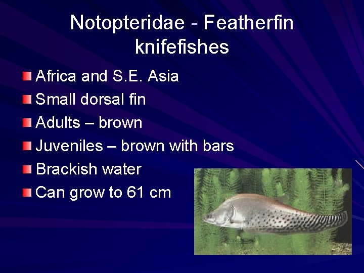 Notopteridae - Featherfin knifefishes Africa and S. E. Asia Small dorsal fin Adults –