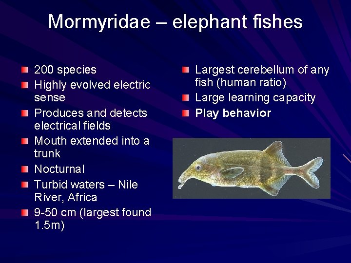 Mormyridae – elephant fishes 200 species Highly evolved electric sense Produces and detects electrical