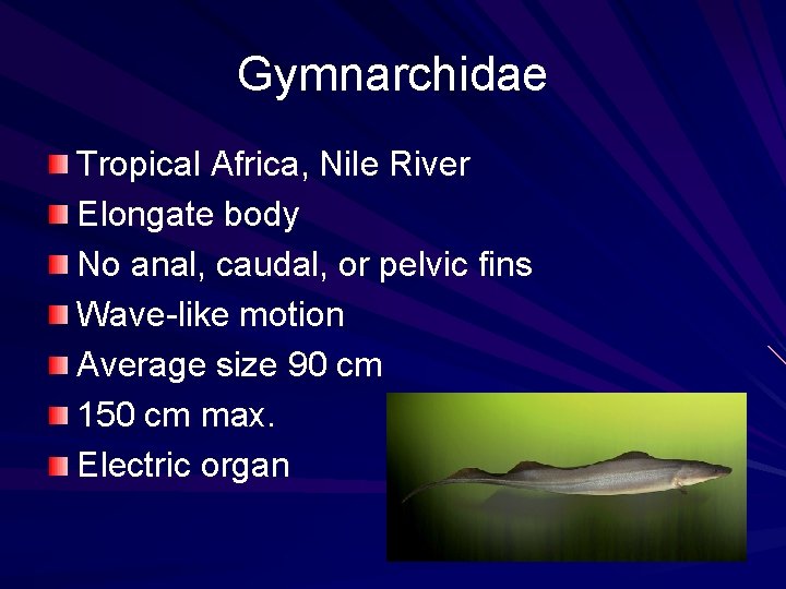 Gymnarchidae Tropical Africa, Nile River Elongate body No anal, caudal, or pelvic fins Wave-like