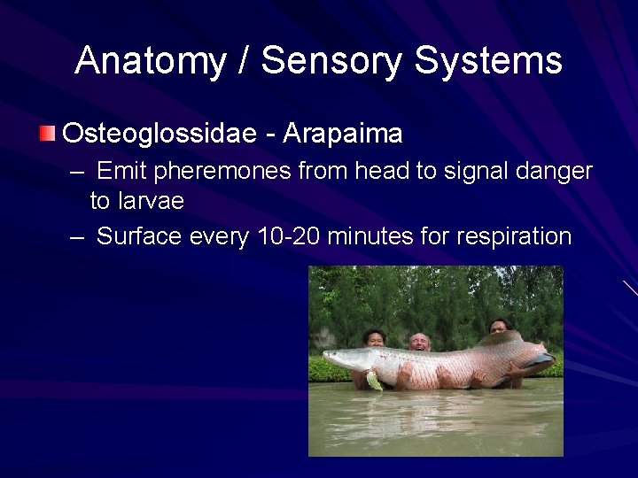 Anatomy / Sensory Systems Osteoglossidae - Arapaima – Emit pheremones from head to signal