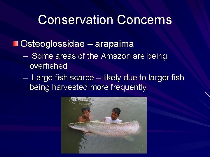 Conservation Concerns Osteoglossidae – arapaima – Some areas of the Amazon are being overfished