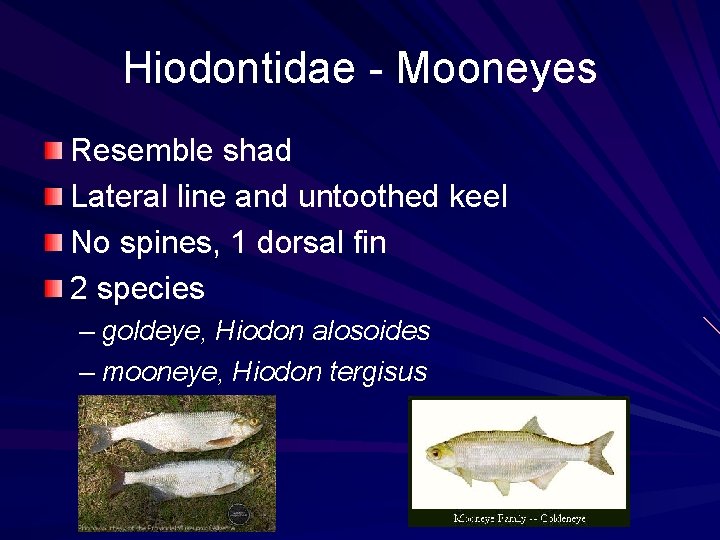 Hiodontidae - Mooneyes Resemble shad Lateral line and untoothed keel No spines, 1 dorsal