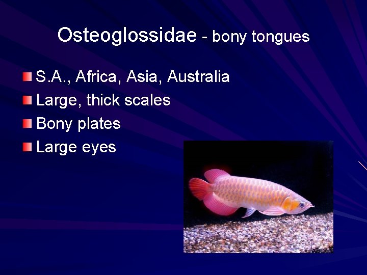 Osteoglossidae - bony tongues S. A. , Africa, Asia, Australia Large, thick scales Bony