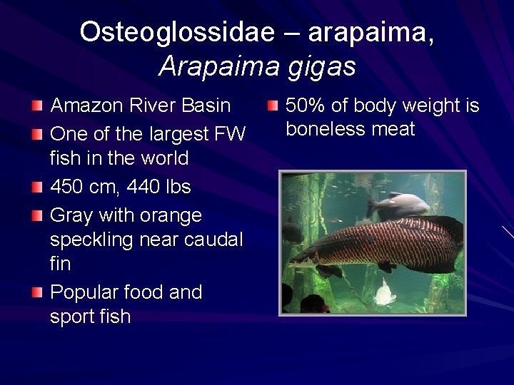 Osteoglossidae – arapaima, Arapaima gigas Amazon River Basin One of the largest FW fish