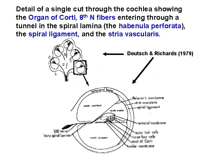 Detail of a single cut through the cochlea showing the Organ of Corti, 8