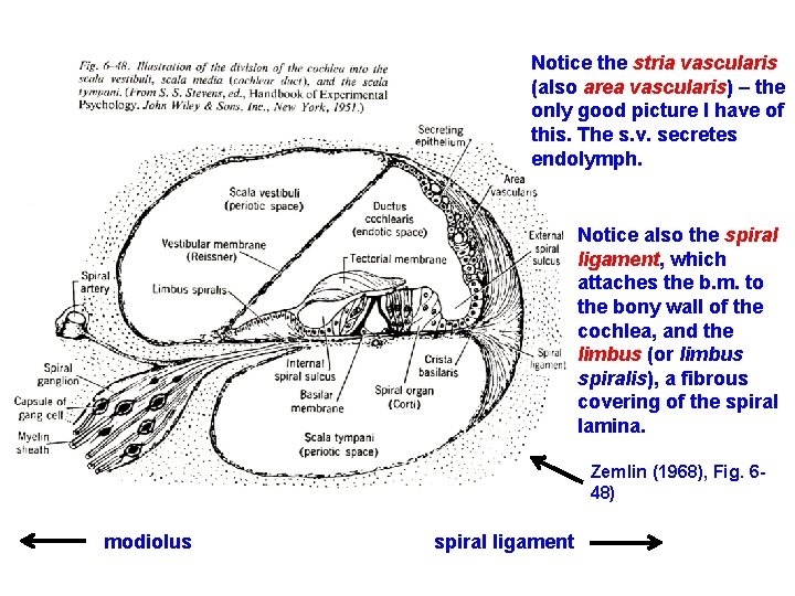 Notice the stria vascularis (also area vascularis) – the only good picture I have