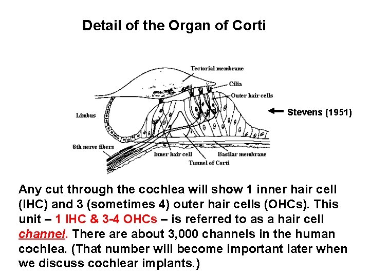 Detail of the Organ of Corti Stevens (1951) Any cut through the cochlea will