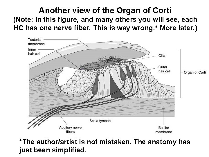 Another view of the Organ of Corti (Note: In this figure, and many others