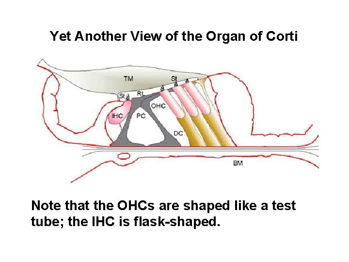 Yet Another View of the Organ of Corti Note that the OHCs are shaped