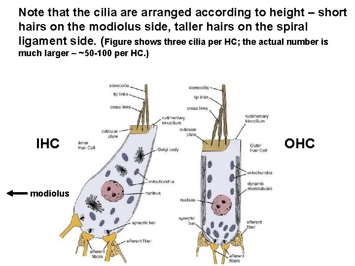 Note that the cilia are arranged according to height – short hairs on the
