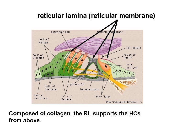 reticular lamina (reticular membrane) Composed of collagen, the RL supports the HCs from above.