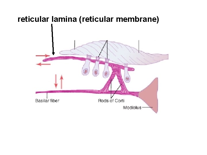 reticular lamina (reticular membrane) 