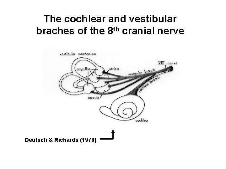 The cochlear and vestibular braches of the 8 th cranial nerve Deutsch & Richards