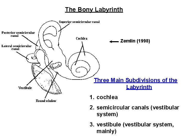 The Bony Labyrinth Zemlin (1998) Three Main Subdivisions of the Labyrinth 1. cochlea 2.