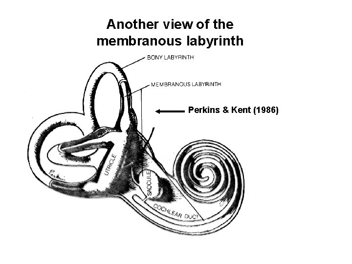 Another view of the membranous labyrinth Perkins & Kent (1986) 