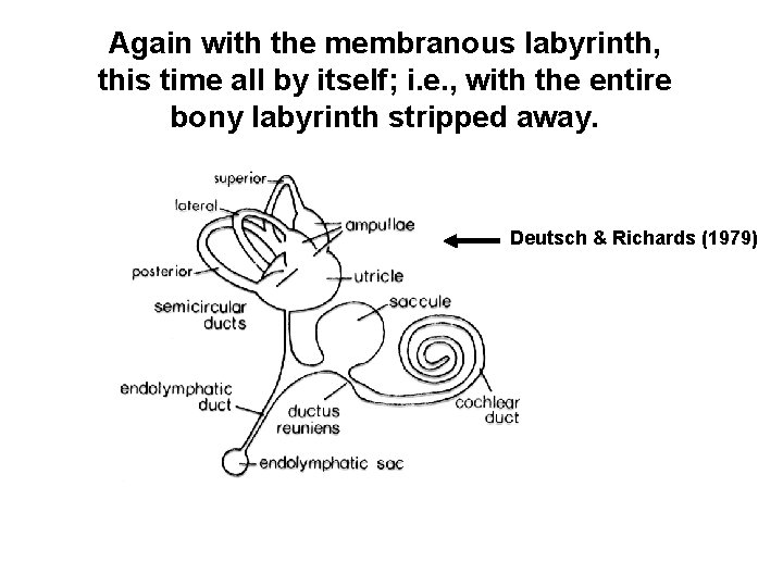 Again with the membranous labyrinth, this time all by itself; i. e. , with