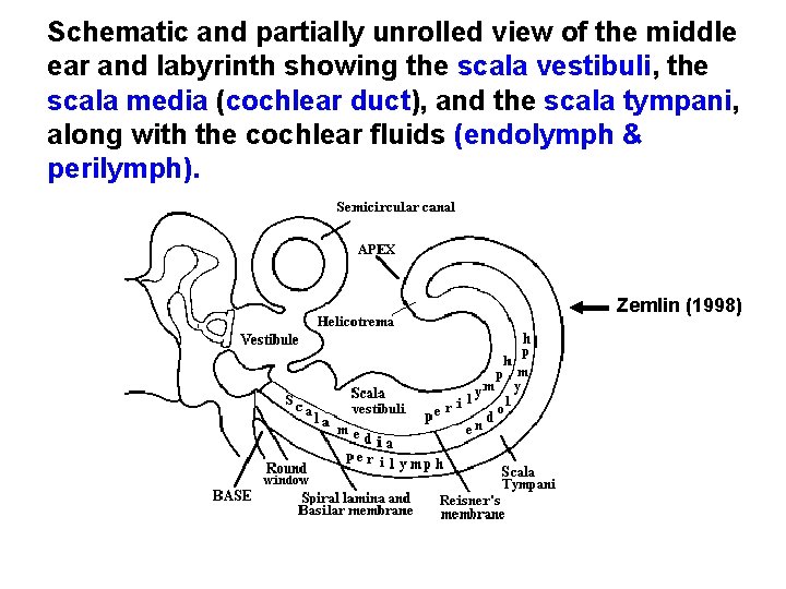 Schematic and partially unrolled view of the middle ear and labyrinth showing the scala