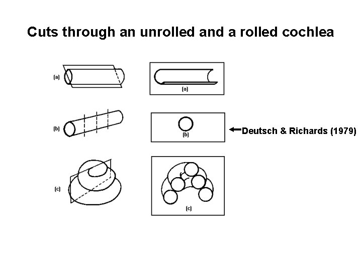 Cuts through an unrolled and a rolled cochlea Deutsch & Richards (1979) 