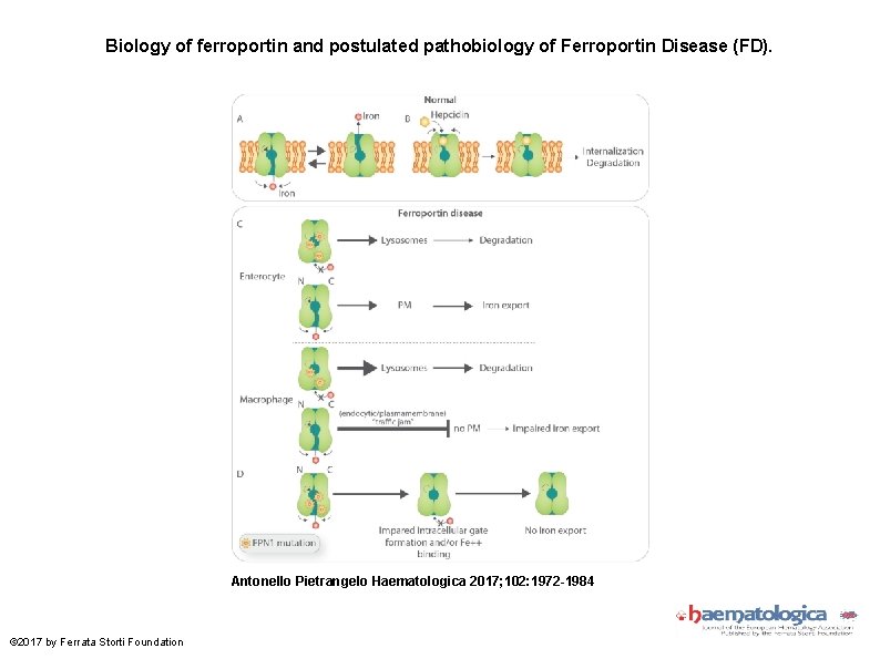 Biology of ferroportin and postulated pathobiology of Ferroportin Disease (FD). Antonello Pietrangelo Haematologica 2017;