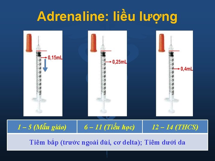 Adrenaline: liều lượng 1 – 5 (Mẫu giáo) 6 – 11 (Tiểu học) 12