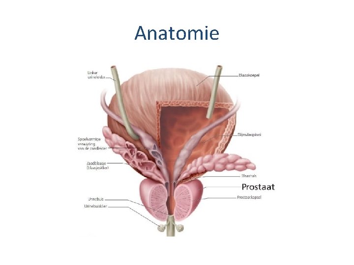 Anatomie 