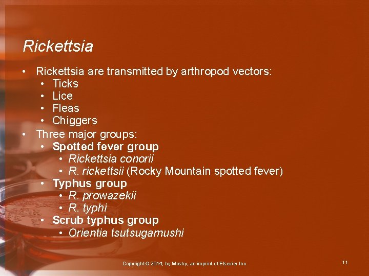 Rickettsia • Rickettsia are transmitted by arthropod vectors: • Ticks • Lice • Fleas