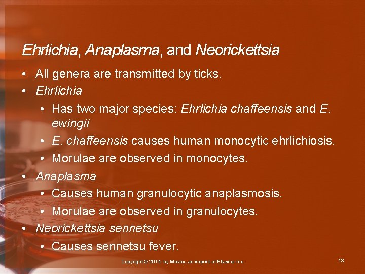 Ehrlichia, Anaplasma, and Neorickettsia • All genera are transmitted by ticks. • Ehrlichia •