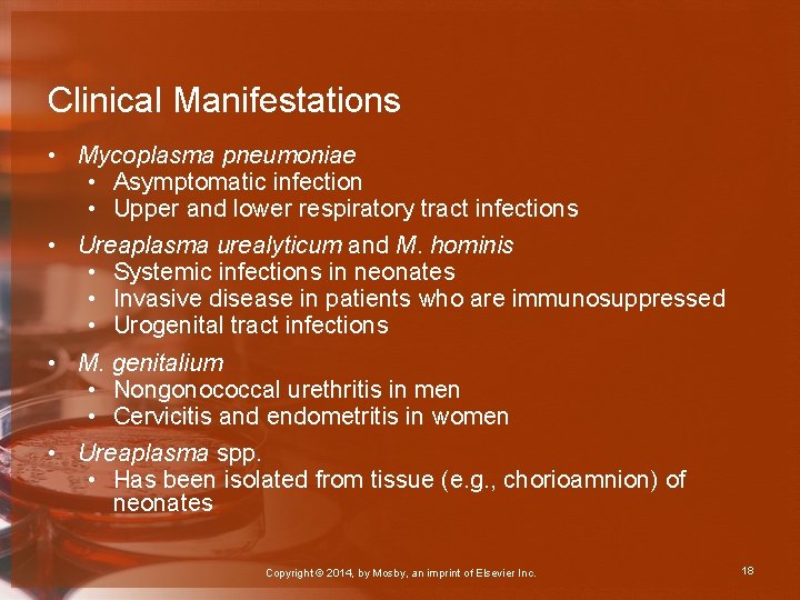 Clinical Manifestations • Mycoplasma pneumoniae • Asymptomatic infection • Upper and lower respiratory tract