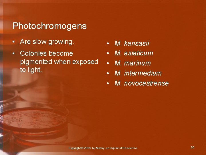 Photochromogens • Are slow growing. • Colonies become pigmented when exposed to light. •