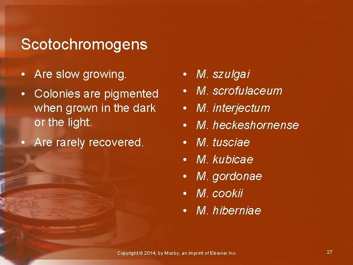 Scotochromogens • Are slow growing. • Colonies are pigmented when grown in the dark