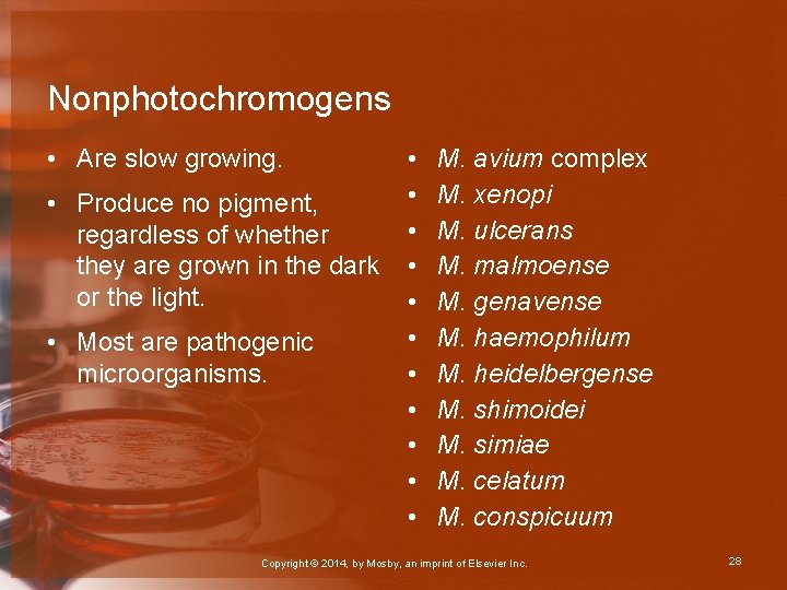 Nonphotochromogens • Are slow growing. • Produce no pigment, regardless of whether they are