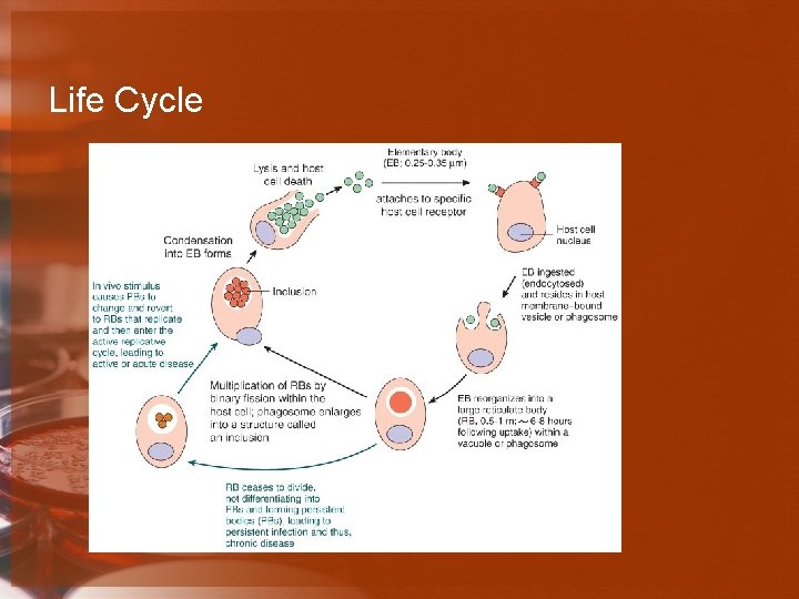 Life Cycle 