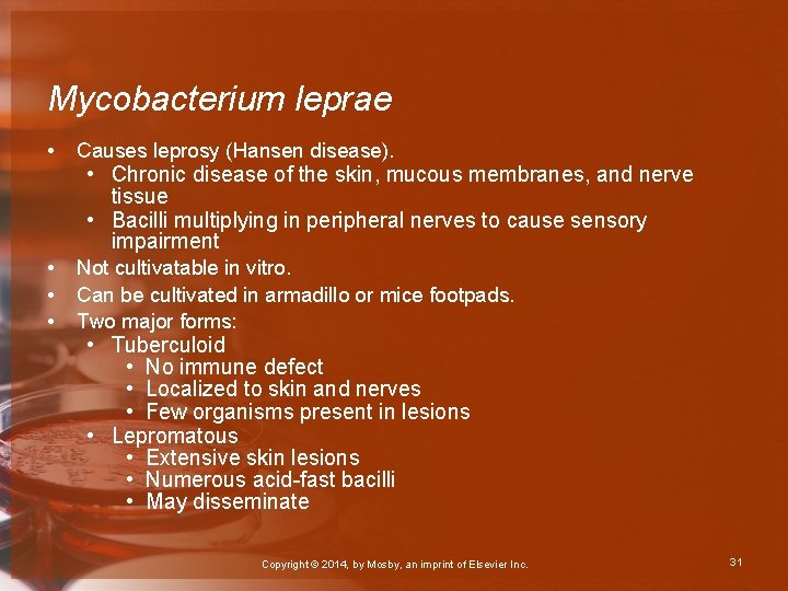 Mycobacterium leprae • Causes leprosy (Hansen disease). • • • Not cultivatable in vitro.