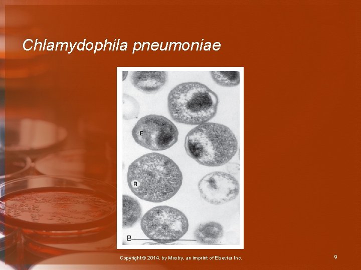 Chlamydophila pneumoniae Copyright © 2014, by Mosby, an imprint of Elsevier Inc. 9 