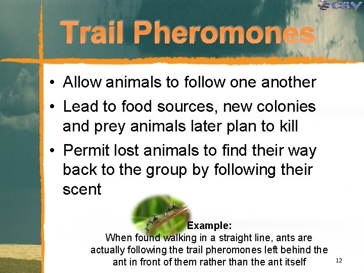 Trail Pheromones • Allow animals to follow one another • Lead to food sources,