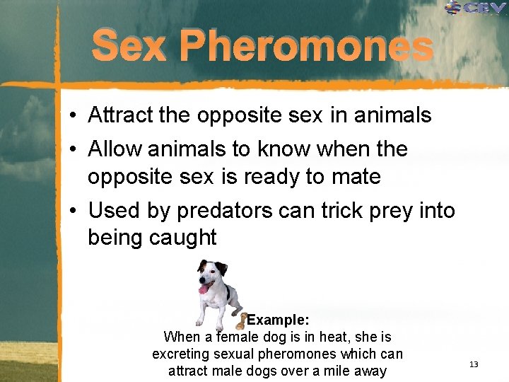 Sex Pheromones • Attract the opposite sex in animals • Allow animals to know