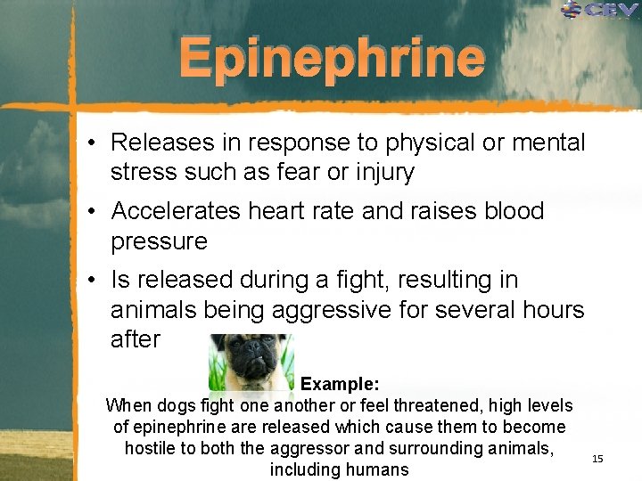 Epinephrine • Releases in response to physical or mental stress such as fear or