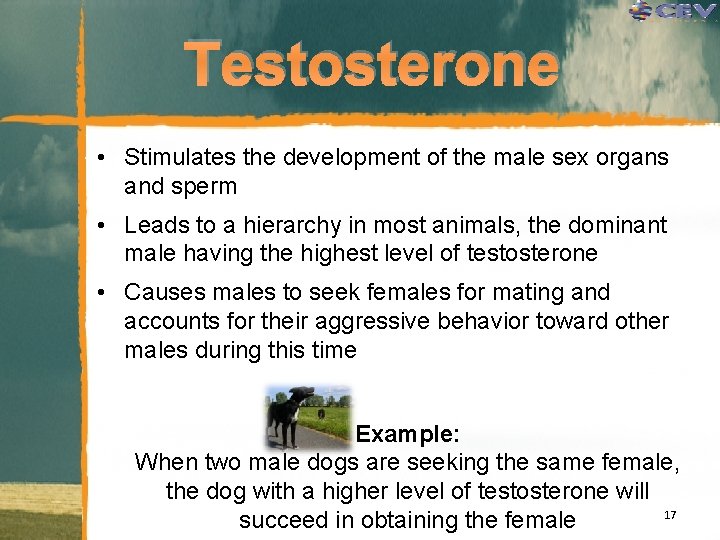 Testosterone • Stimulates the development of the male sex organs and sperm • Leads