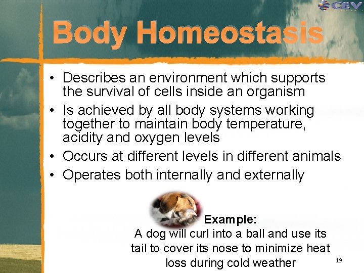 Body Homeostasis • Describes an environment which supports the survival of cells inside an