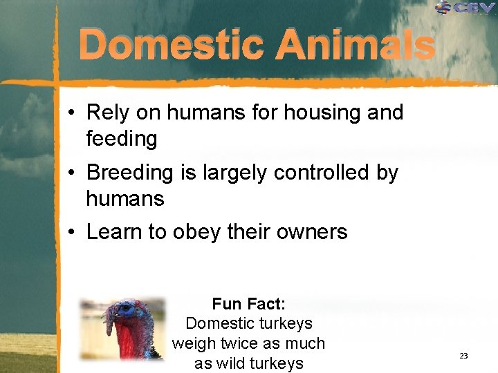 Domestic Animals • Rely on humans for housing and feeding • Breeding is largely