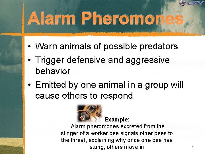 Alarm Pheromones • Warn animals of possible predators • Trigger defensive and aggressive behavior