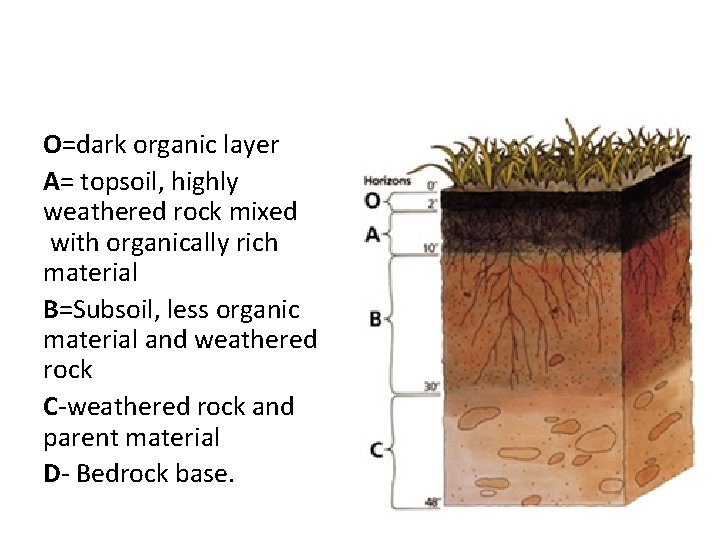 O=dark organic layer A= topsoil, highly weathered rock mixed with organically rich material B=Subsoil,