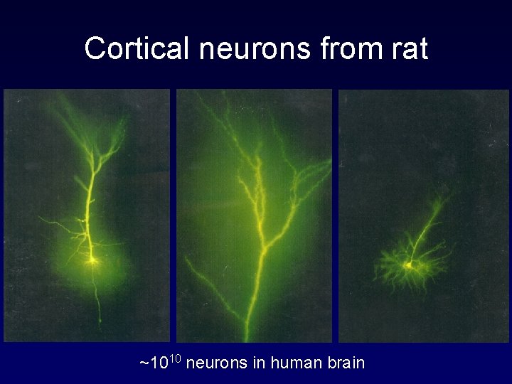 Cortical neurons from rat ~1010 neurons in human brain 