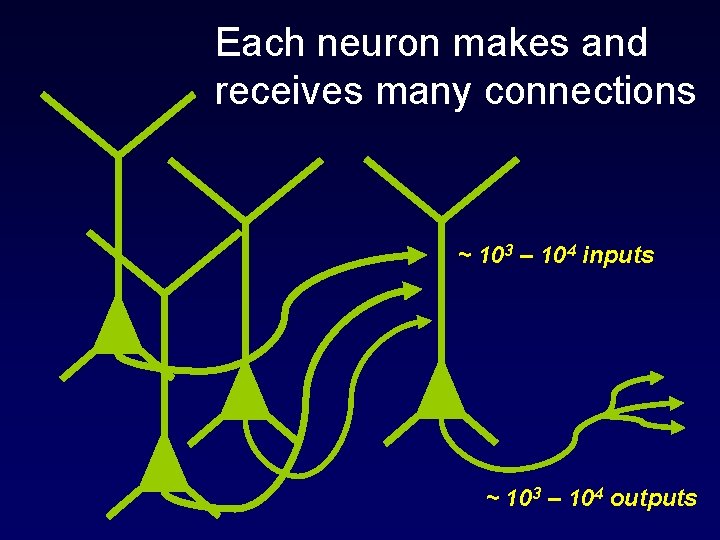 Each neuron makes and receives many connections ~ 103 – 104 inputs ~ 103