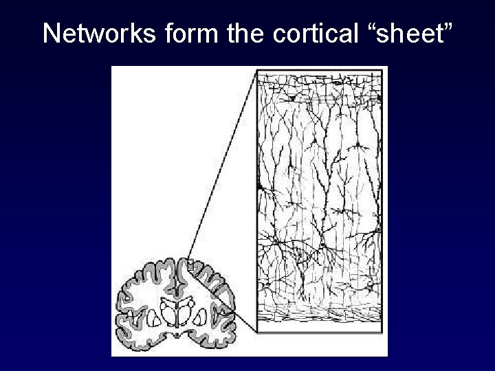 Networks form the cortical “sheet” 