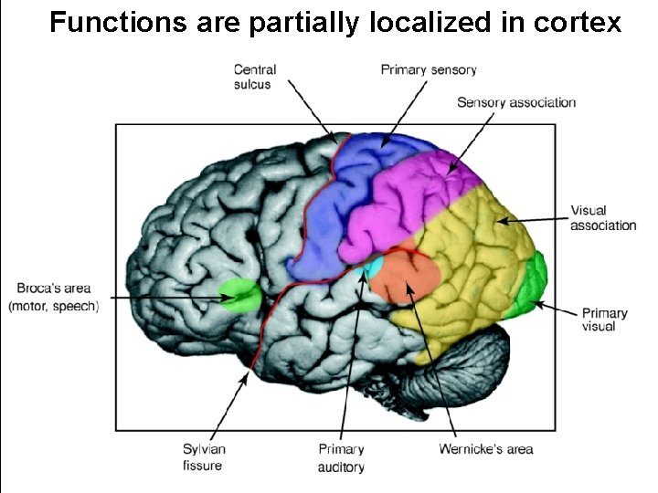 Functions are partially localized in cortex Cortical structure is fairly uniform 