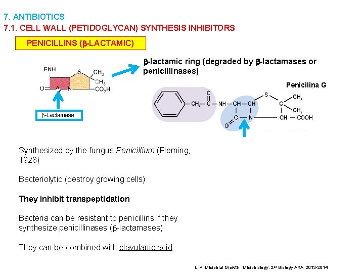 7. ANTIBIOTICS 7. 1. CELL WALL (PETIDOGLYCAN) SYNTHESIS INHIBITORS PENICILLINS (b-LACTAMIC) b-lactamic ring (degraded